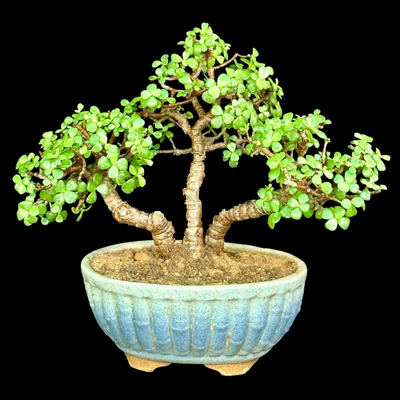 PORTULAKA AFRA (JADE)